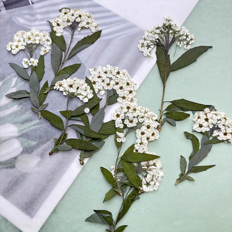 Art Craft 2 Year Olds - 12pcs,nature Spiraea&Daffodil Pressed Dried Flowers for