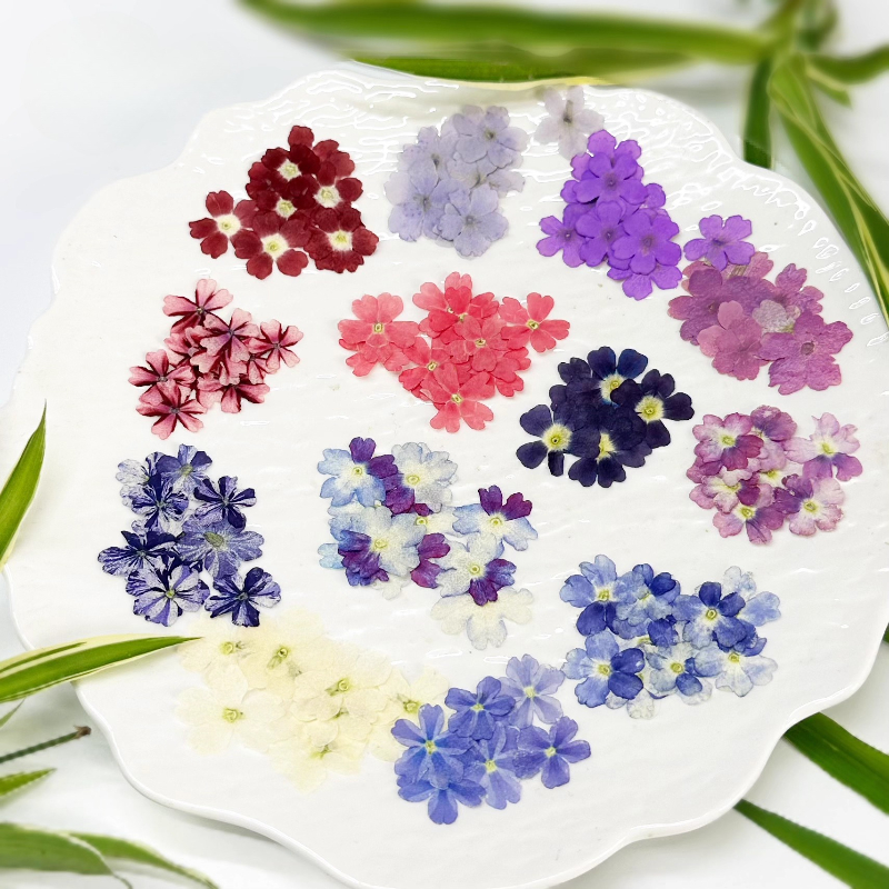 Art Craft 2 Year Olds - 24pcs,Verbena Dry Flowers DIY drip glue