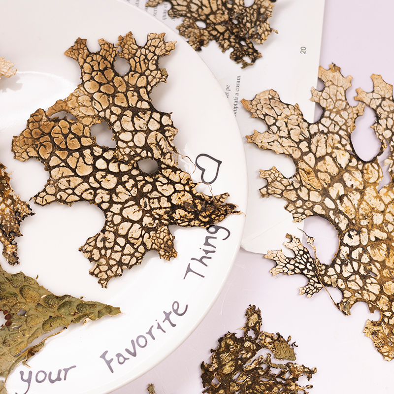 4pcs,Rare Bark Natural Pressed – обзор и цена Art Craft Flower Making