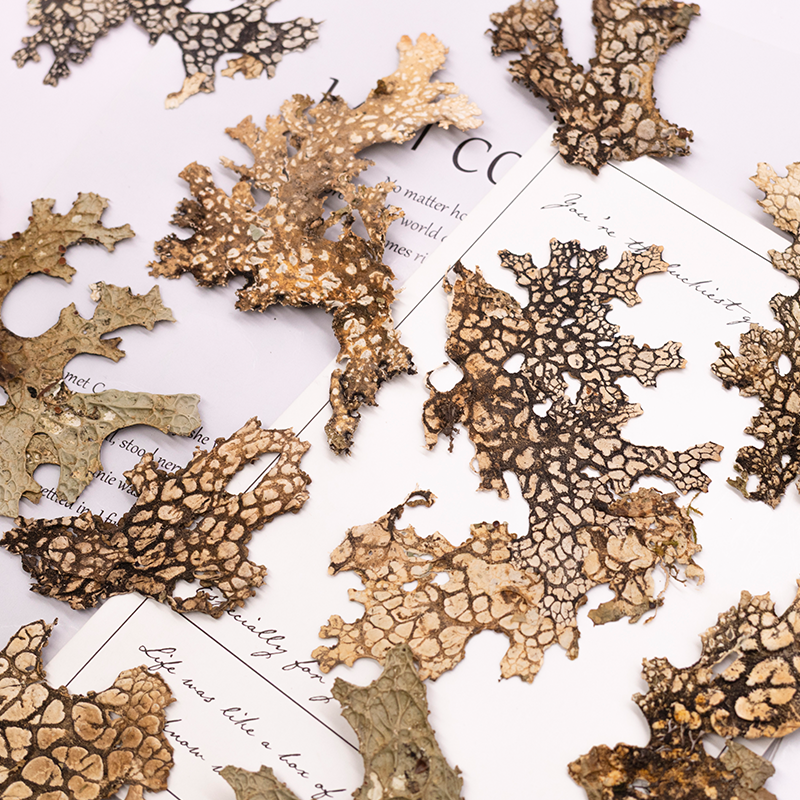 4pcs,Rare Bark Natural Pressed – обзор и цена Art Craft Flower Making