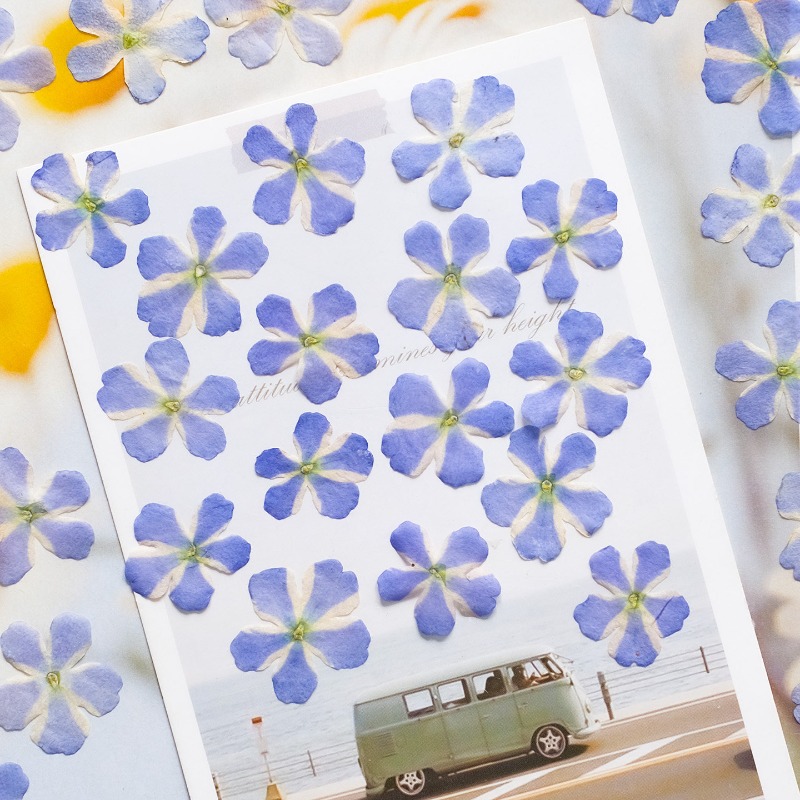 50pcs/1.5-2cm,Pressed Dried Ve – обзор и цена Art Craft 2 Year Olds