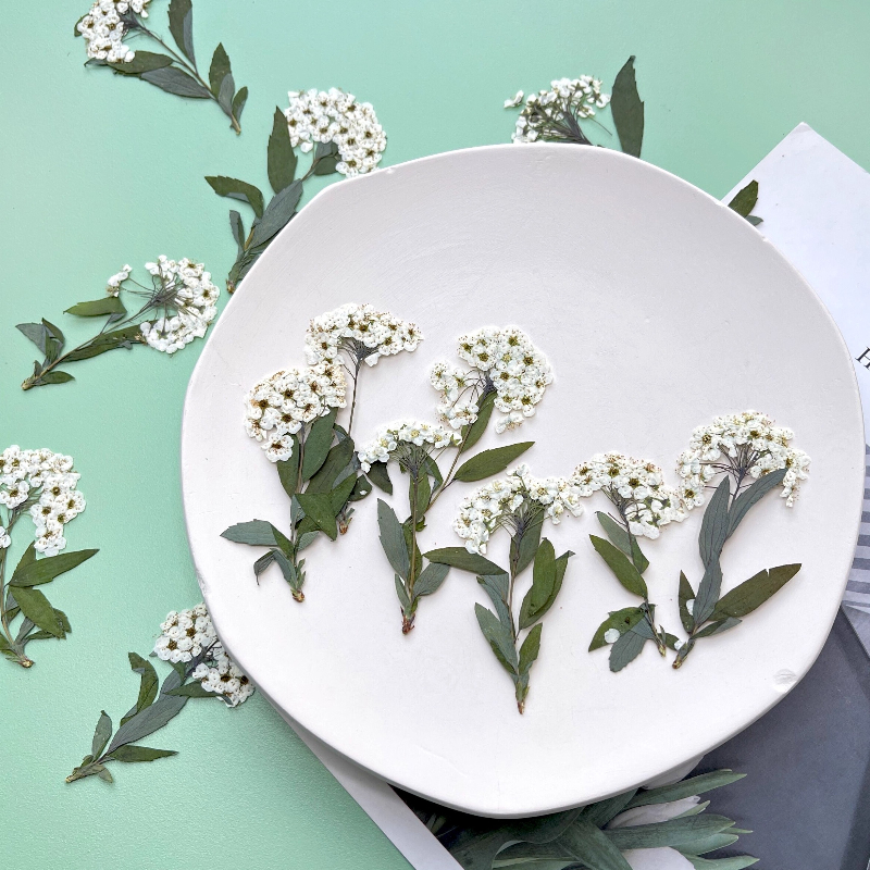 12pcs,nature Spiraea&Daffodil  – обзор и цена Art Craft 2 Year Olds