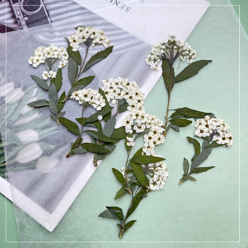 12pcs,nature Spiraea&Daffodil  – обзор и цена Art Craft 2 Year Olds
