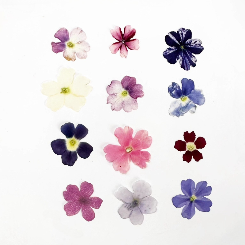 24pcs,Verbena Dry Flowers DIY  – обзор и цена Art Craft 2 Year Olds