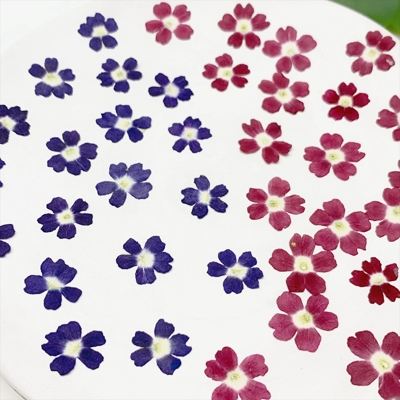 24pcs,Verbena Dry Flowers DIY  – обзор и цена Art Craft 2 Year Olds