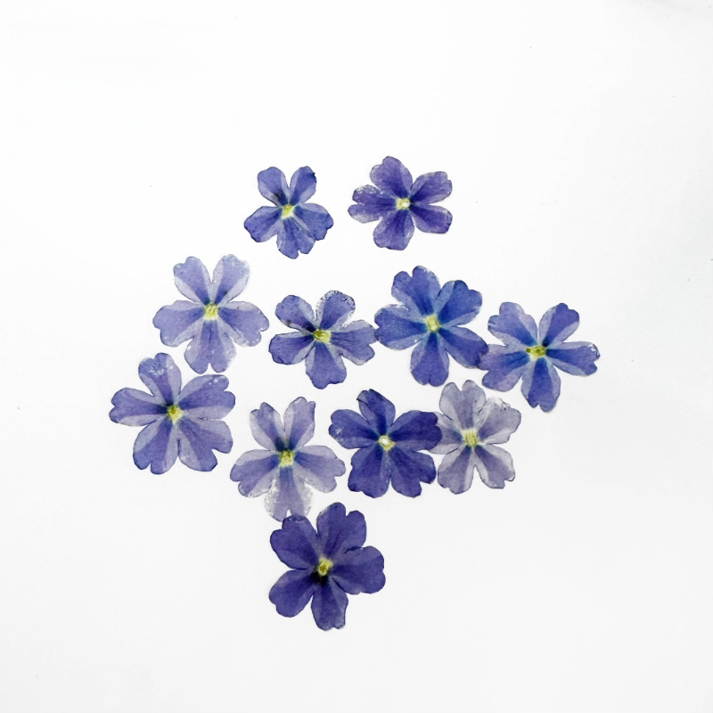 24pcs,Verbena Dry Flowers DIY  – обзор и цена Art Craft 2 Year Olds
