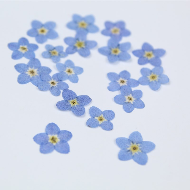 100pcs/0.5-1cm,Pressed mini fo – обзор и цена Art Craft 2 Year Olds