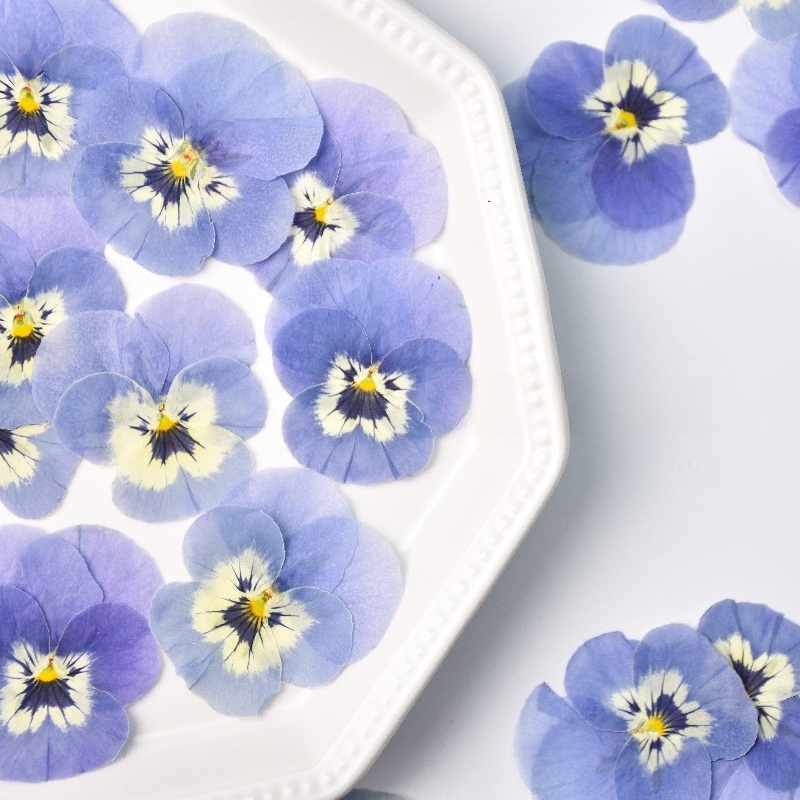 24pcs,Real Light Blue Pansy Pr – обзор и цена Art Craft 2 Year Olds