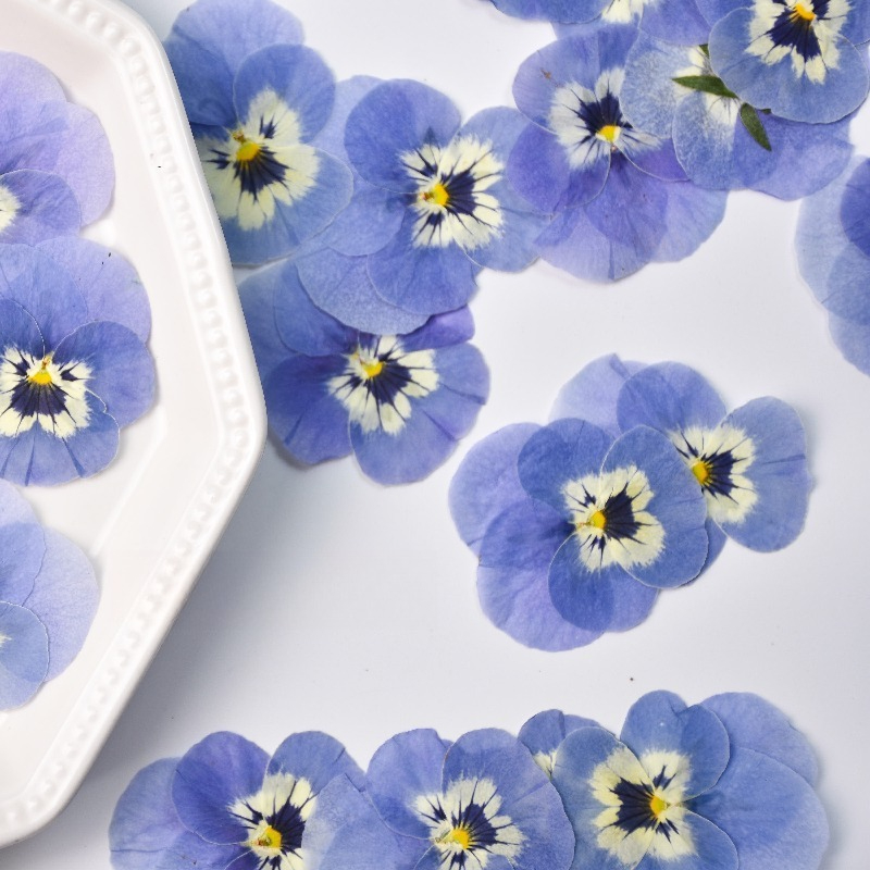 24pcs,Real Light Blue Pansy Pr – обзор и цена Art Craft 2 Year Olds