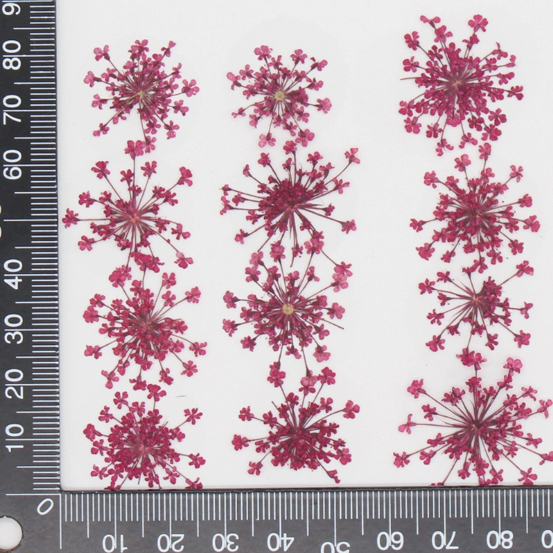 12pcs,Pressed Snow Pearl Lace  – обзор и цена Art Craft 2 Year Olds